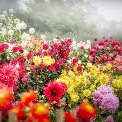 WS_Bloemenpluktuin © canva