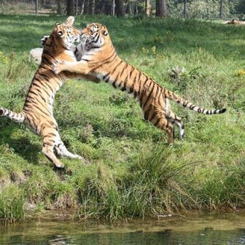 Rumble in de jungle © Free-Time vzw