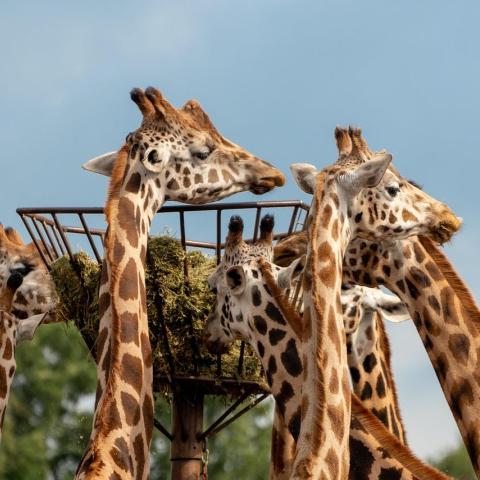 SWAP_Safaripark Beekse Bergen © canva