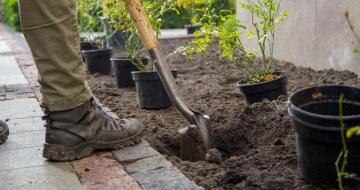 planten planten