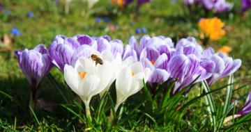krokusbloem